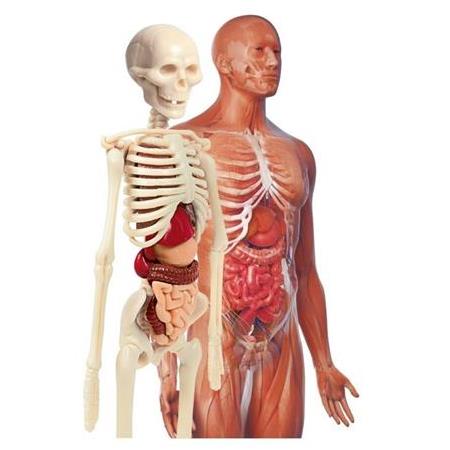 Clementoni İnsan Anatomisi